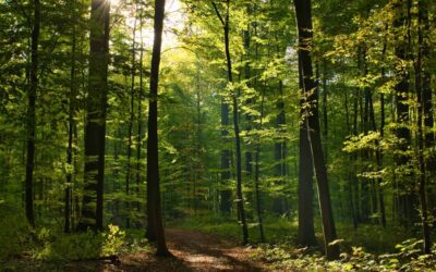 Pourquoi couper du bois ?